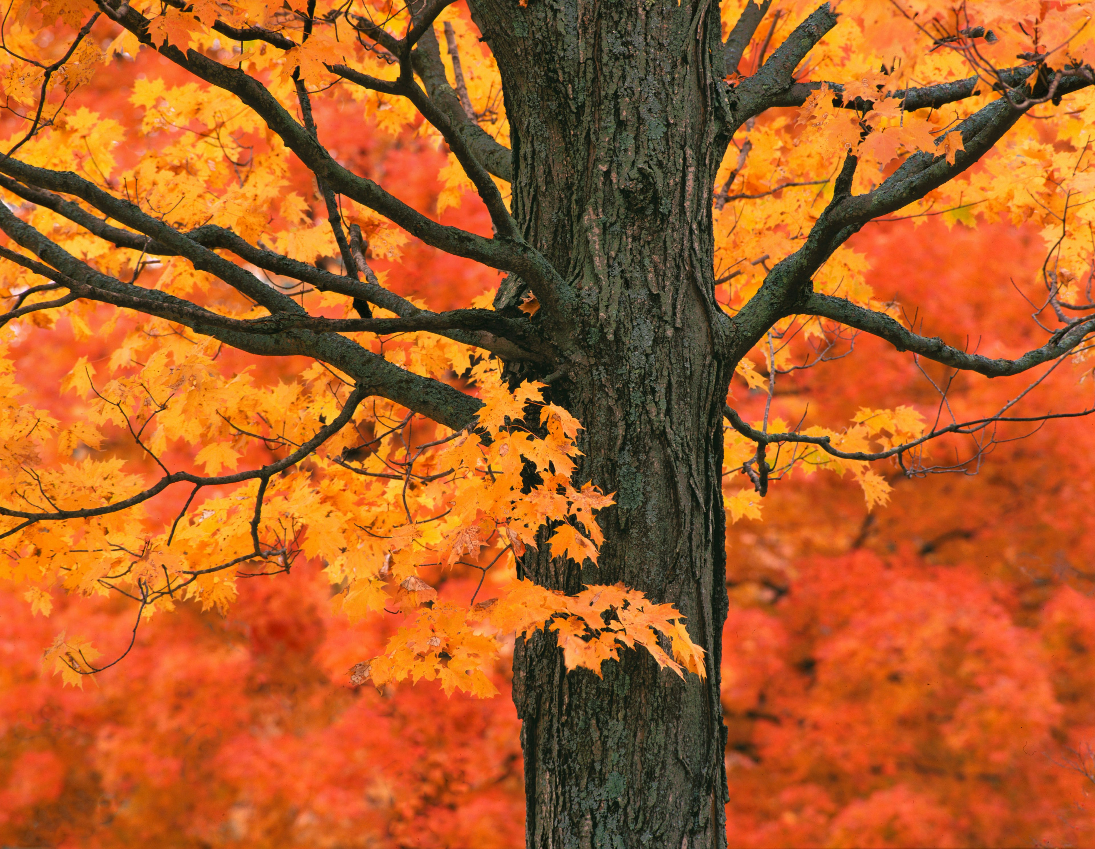 New England tree