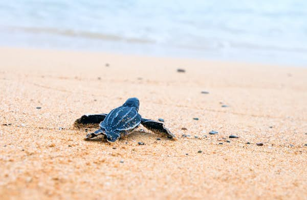 Sea turtles are thriving without humans on the beaches - Lonely Planet