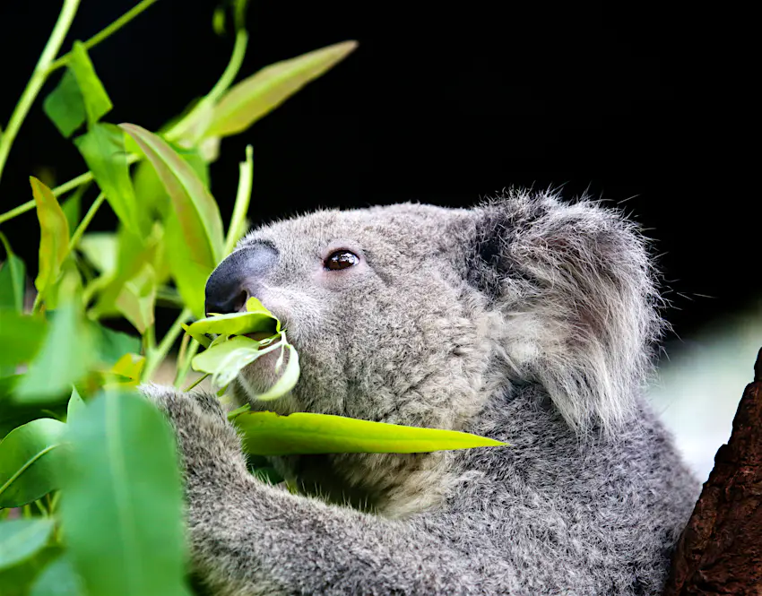 shutterstockRF_149767874.jpg A koala eating eucalyptus leaves