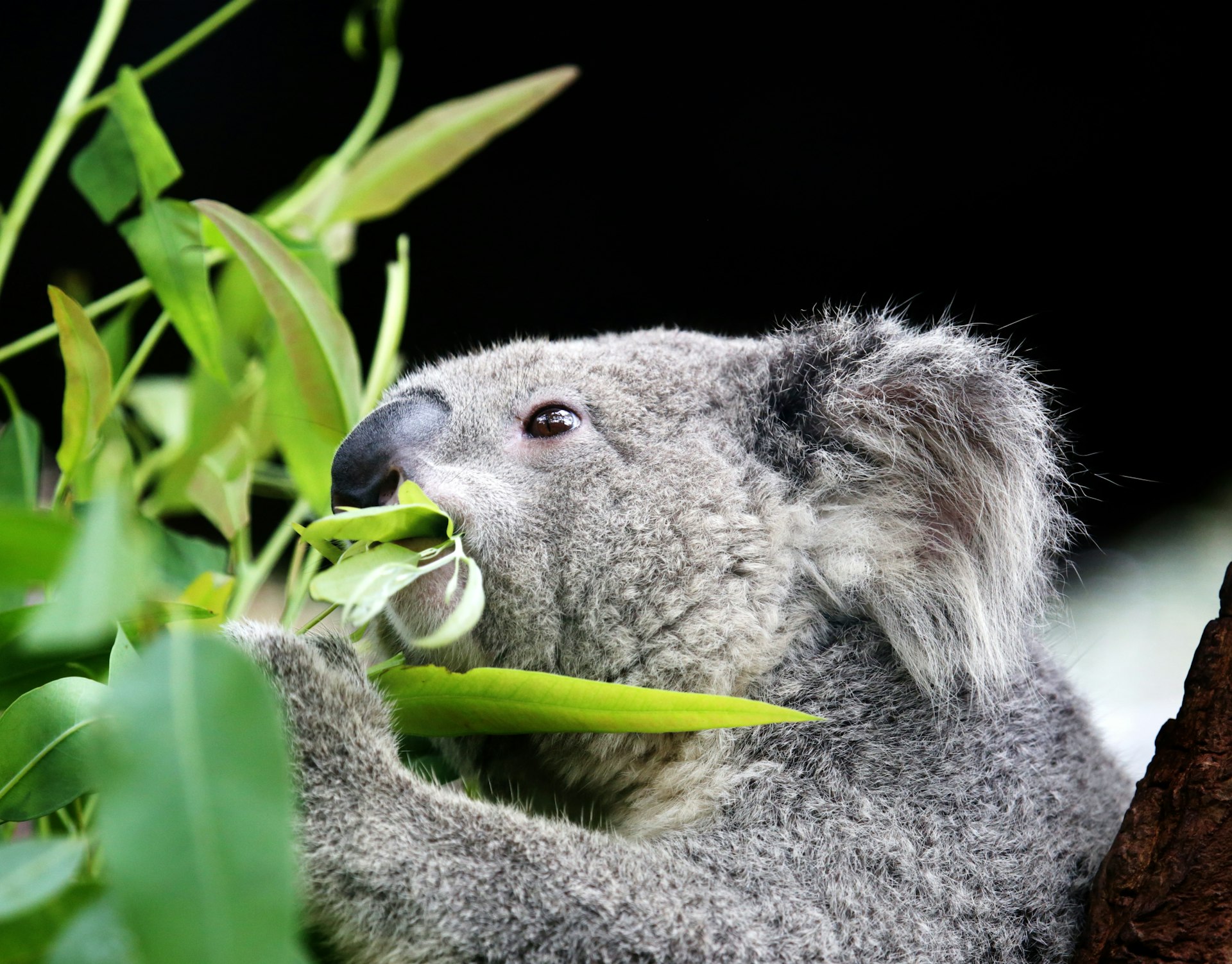 A koala eating eucalyptus leaves 