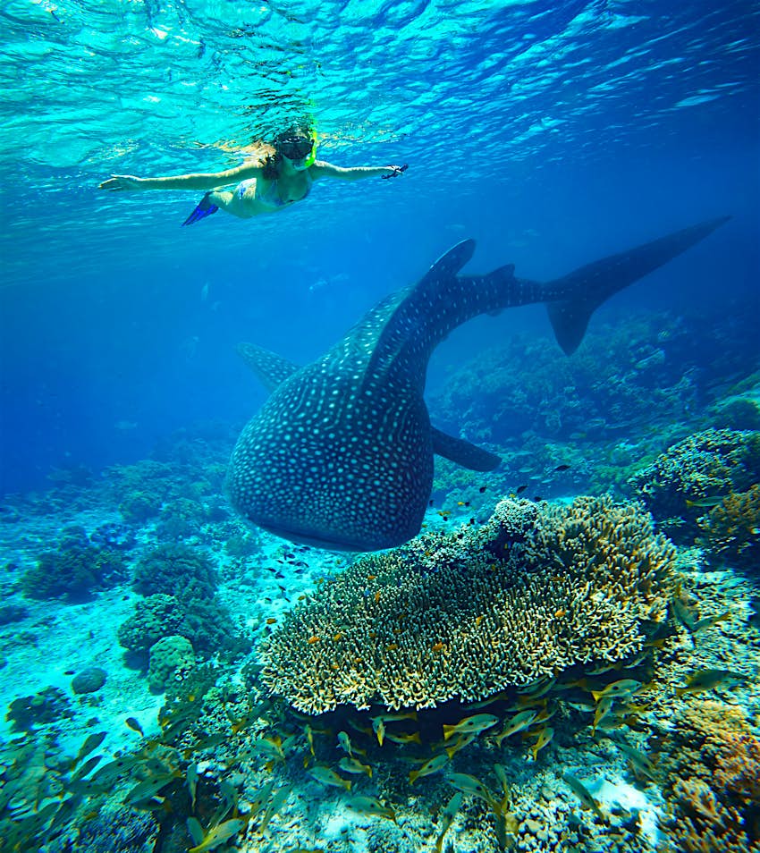 Une photo sous-marine d'une femme faisant de la plongée avec tuba dans des eaux cristallines, sous elle se trouve un grand requin baleine, qui nage au-dessus d'un fond marin recouvert de corail.