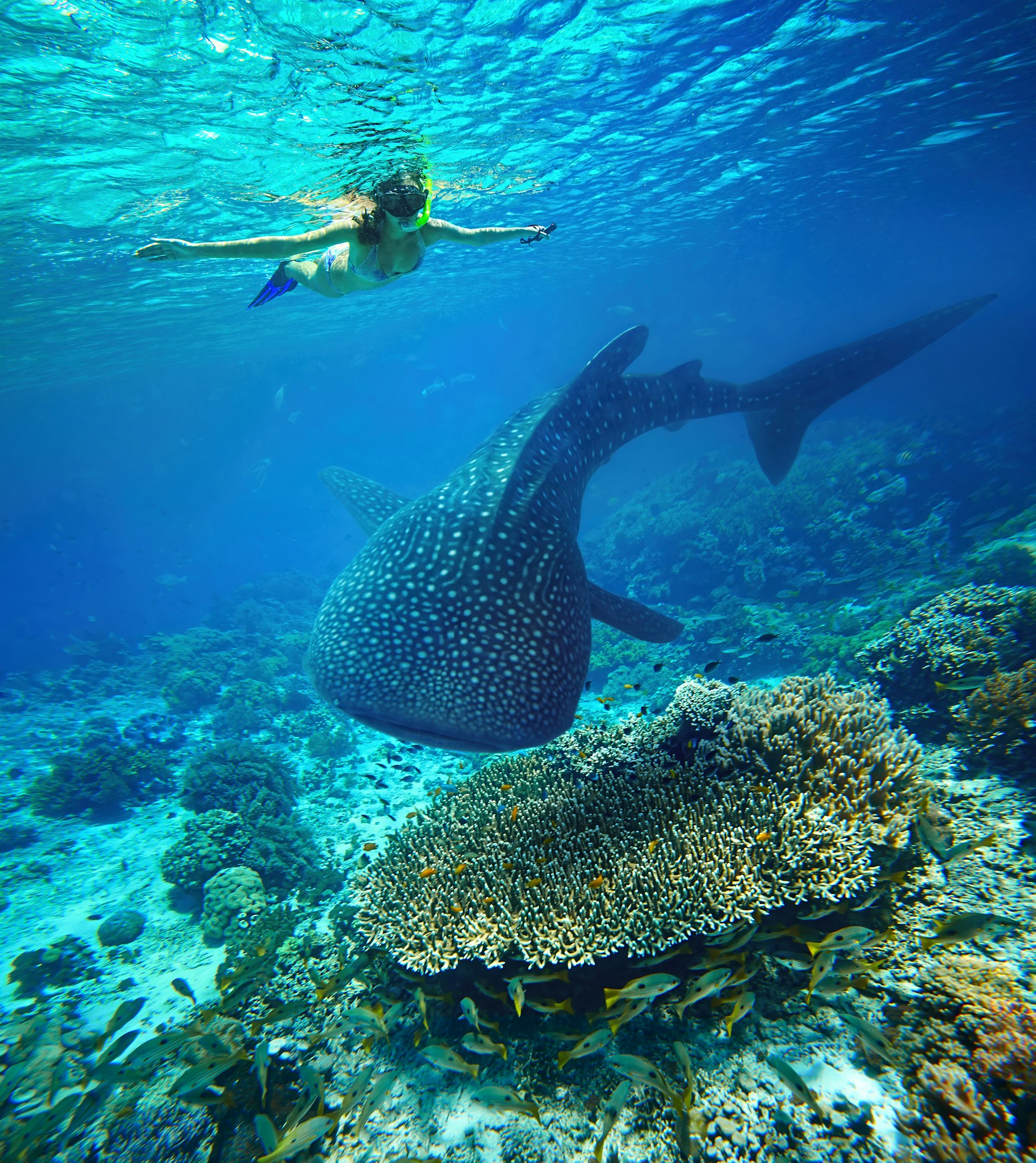 An underwater shot of a woman snorkelling in crystal clear waters, beneath her is a large whale shark, which swims above a seabed covered in coral.