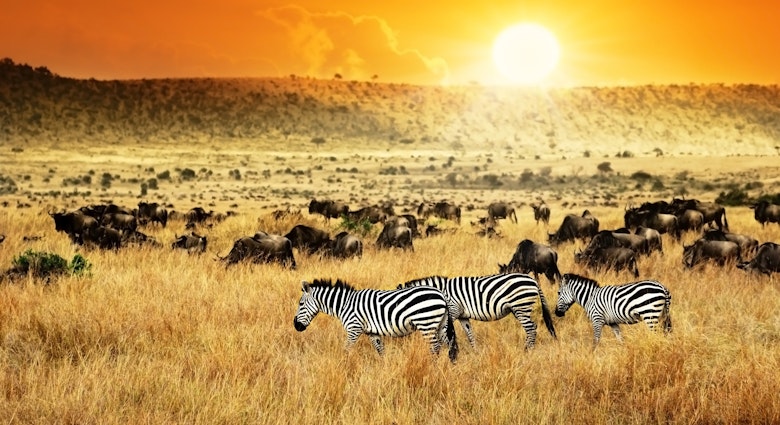 African landscape. Zebras herd and antelopes wildebeest at sunset, Kenya