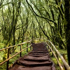 A staircase ascends through the evergreen forest in Garajonay National Park, La Gomera island in Spain.