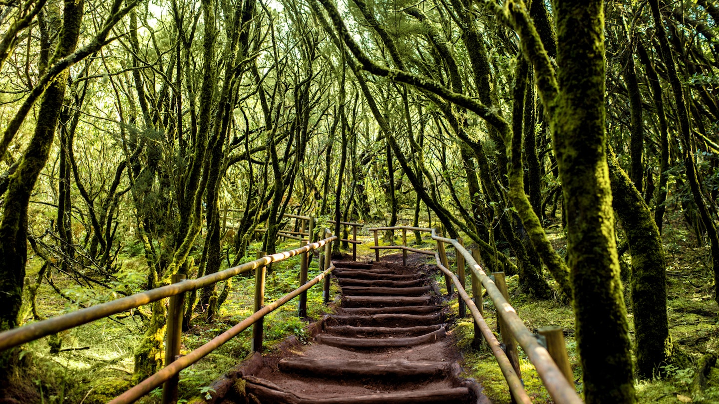 A staircase ascends through the evergreen forest in Garajonay National Park, La Gomera island in Spain.