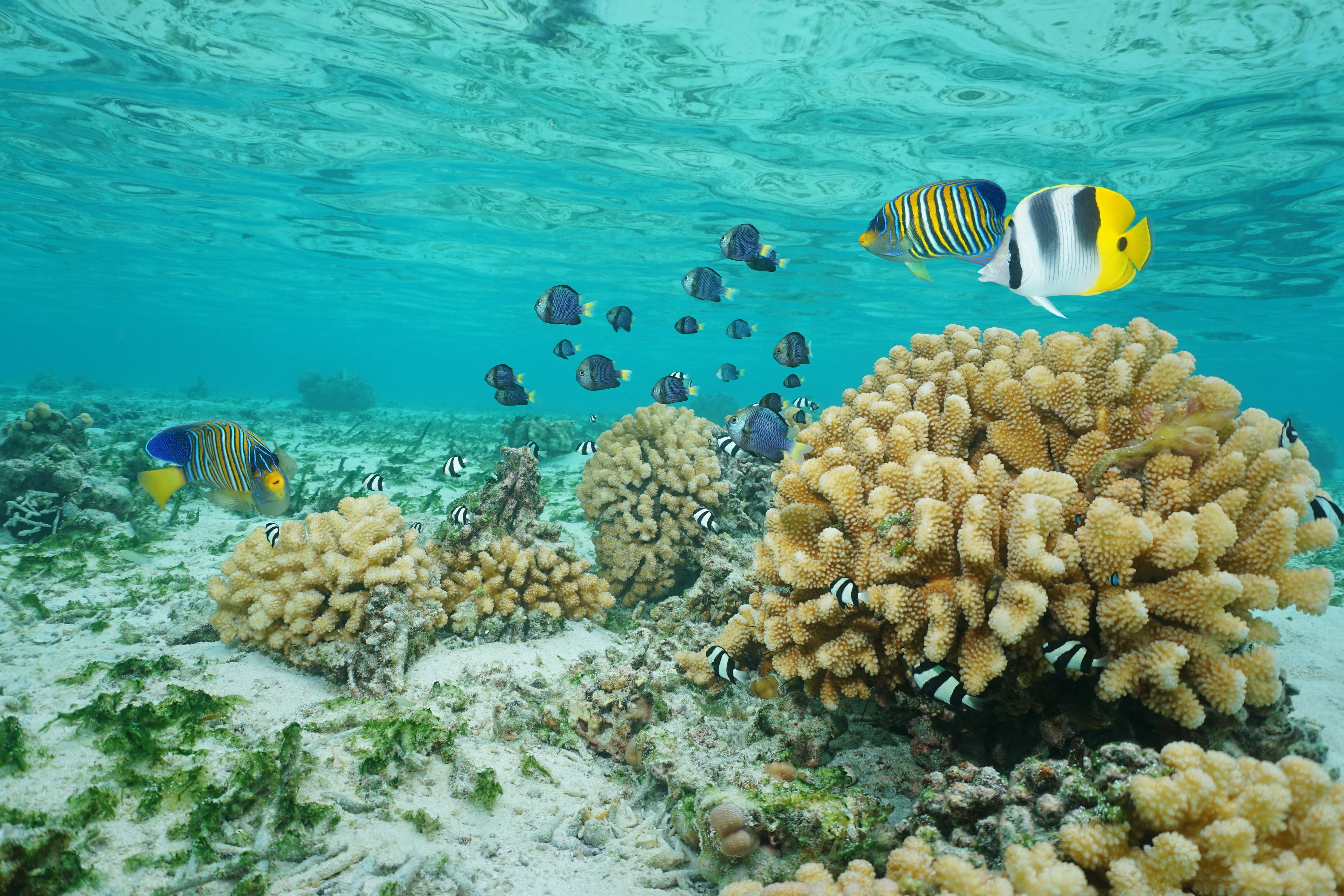 Black, yellow and white striped angel fish swim above coral shaped like cauliflower in clear turquoise shallow waters