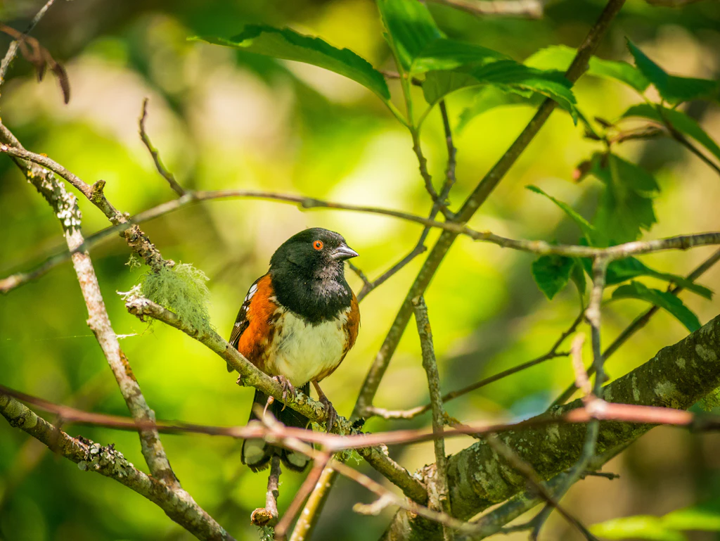 Black headed Grosbeak at Discovery Park, Seattle Black headed Grosbeak at Discovery Park, Seattle