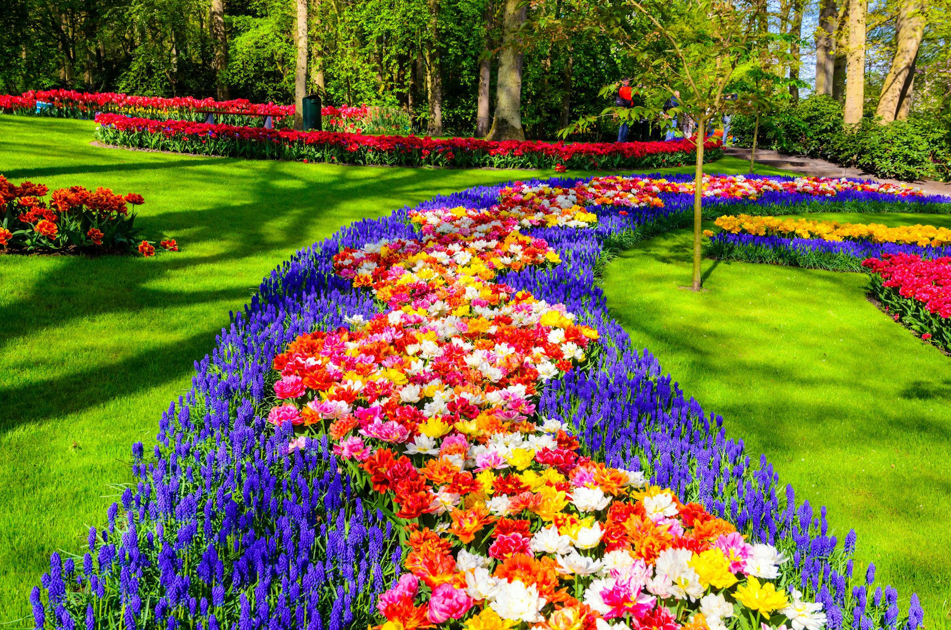 A row of tulips in bloom with blues, reds and yellows, planted in a pattern