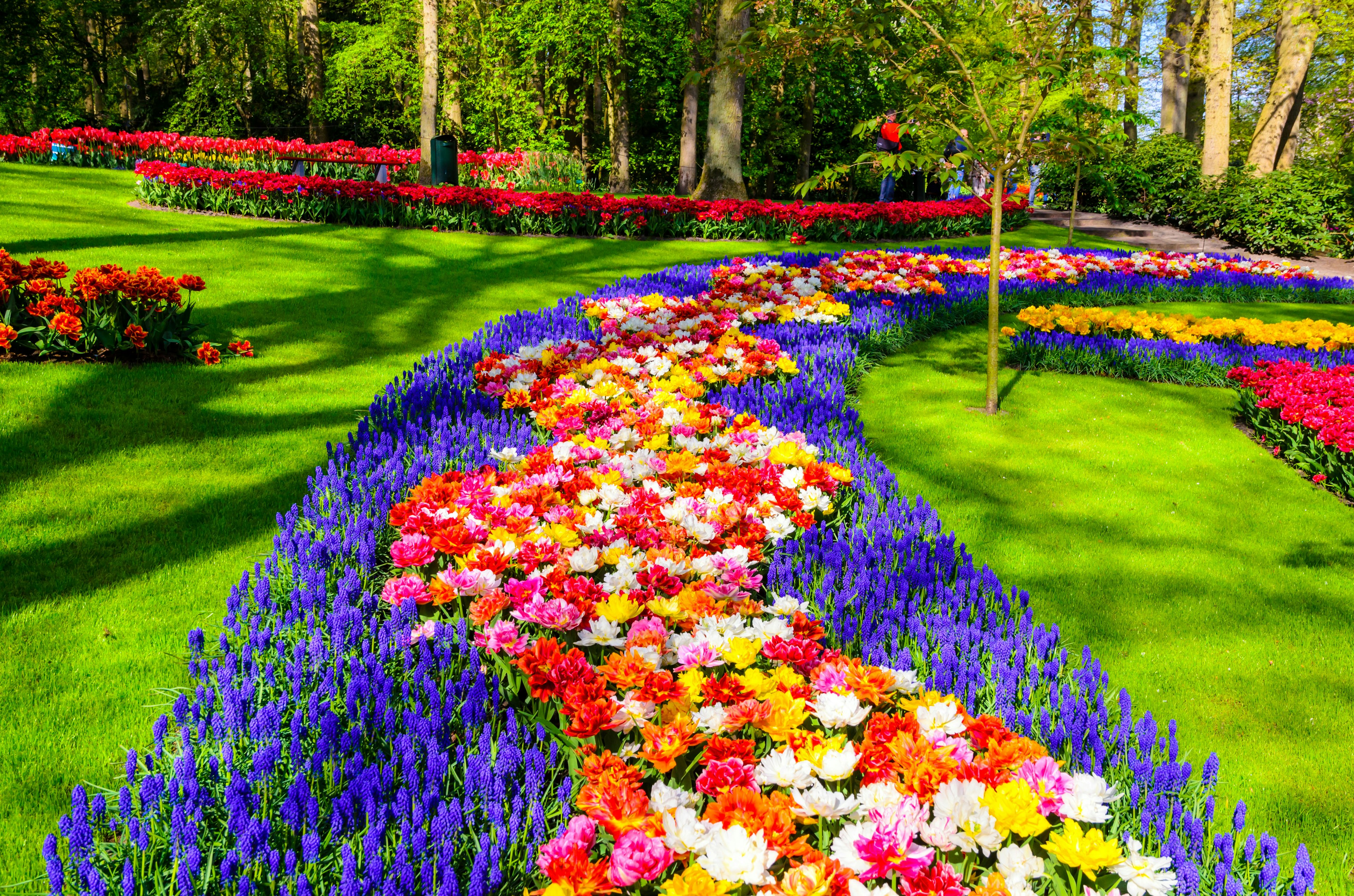 Blooming flowers in Keukenhof Gardens in the Netherlands