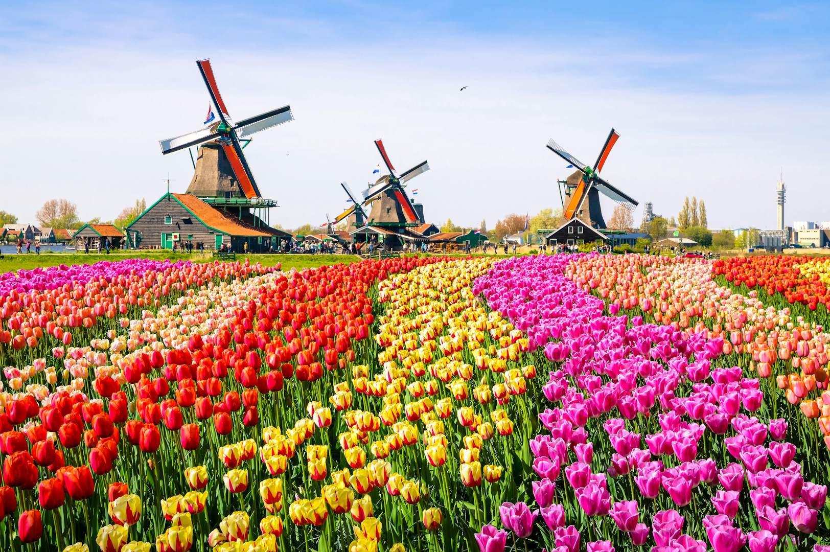 景观，郁金香，传统的荷兰风车和房屋附近的Zaanse Schans的运河附近，荷兰，欧洲