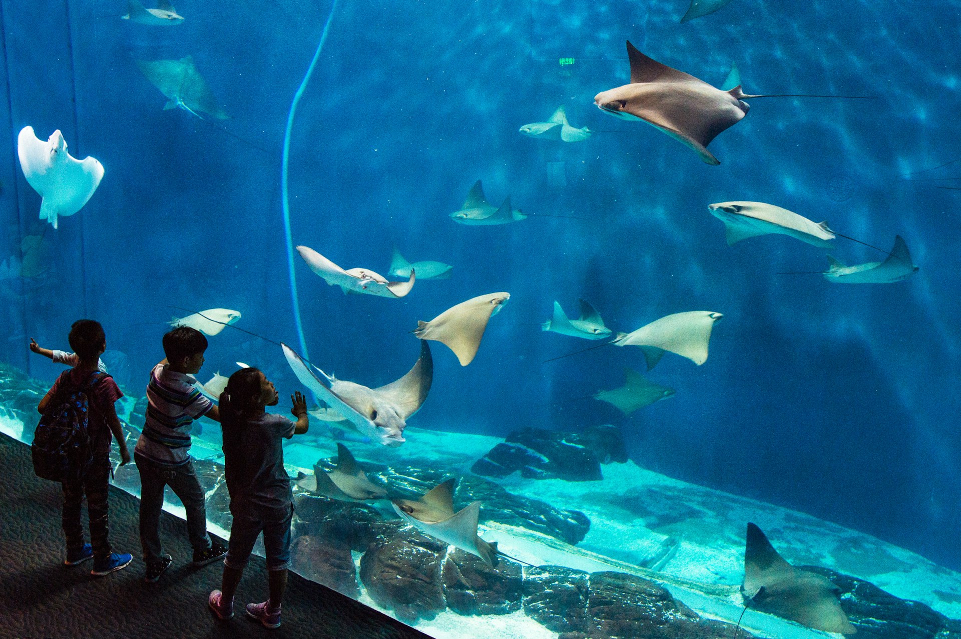 Three kids are silhouetted against the backdrop of a lit-up aquarium tank, with colorful fish and rays