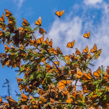 Many Monarch Butterflies on a tree branch, with blue sky beyond, Michoacan.