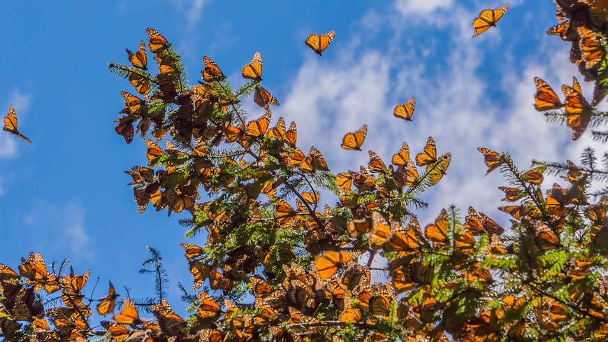 Orange-och-svarta monarkfjärilar flyger från en trädgren i Mexiko. 