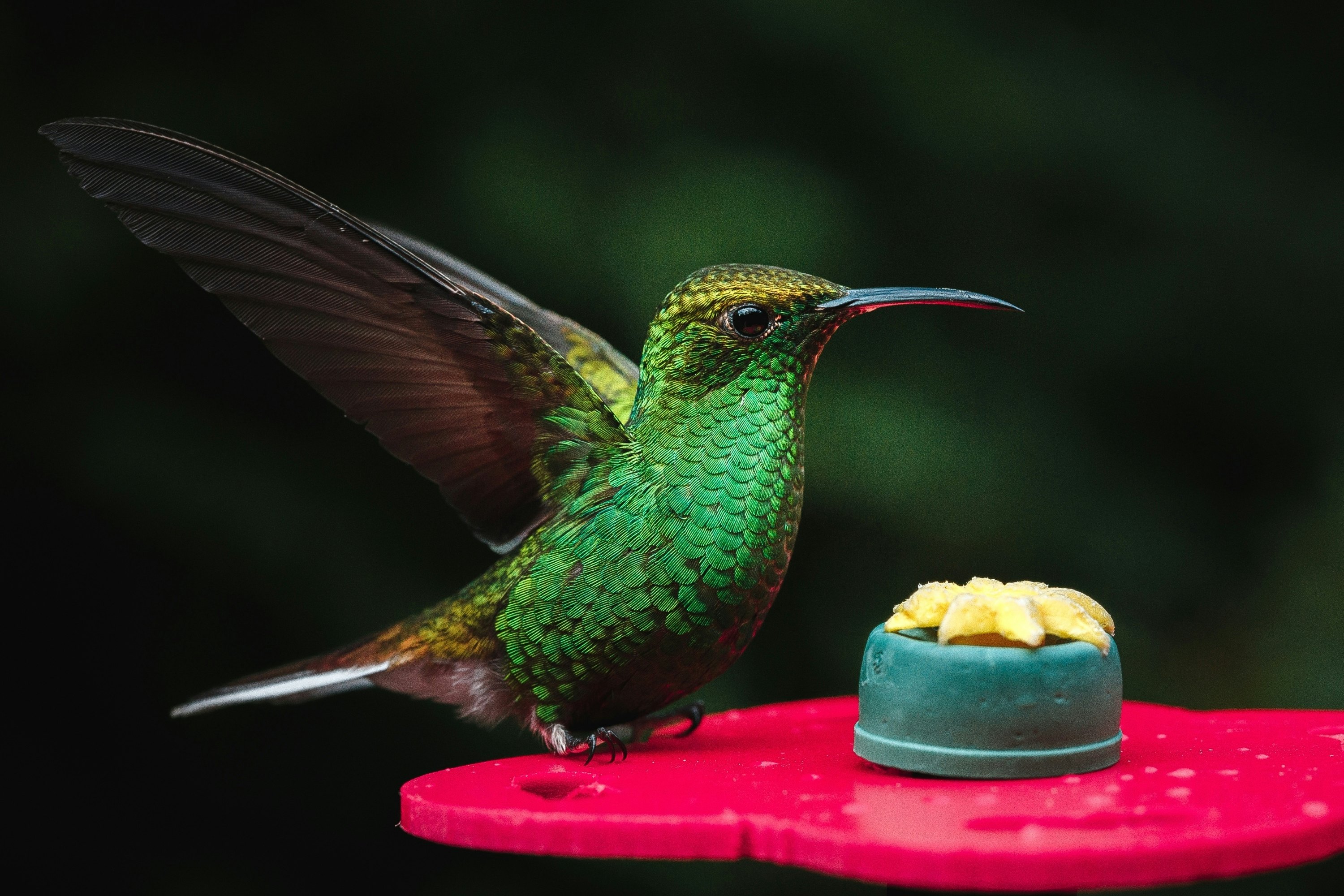Green Hummingbird on a feeder at La Paz Waterfall Gardens.