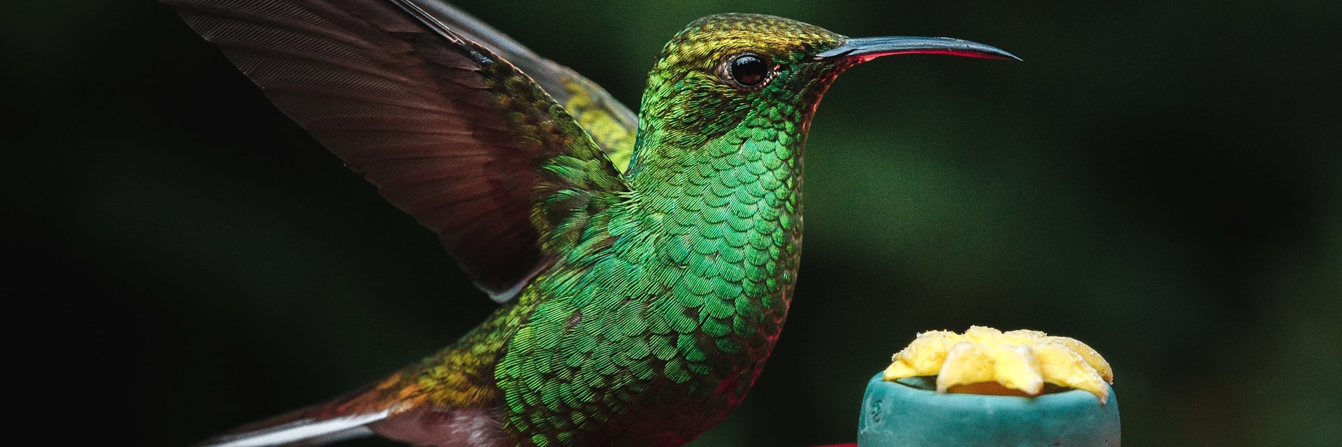 Green Hummingbird on a feeder at La Paz Waterfall Gardens.