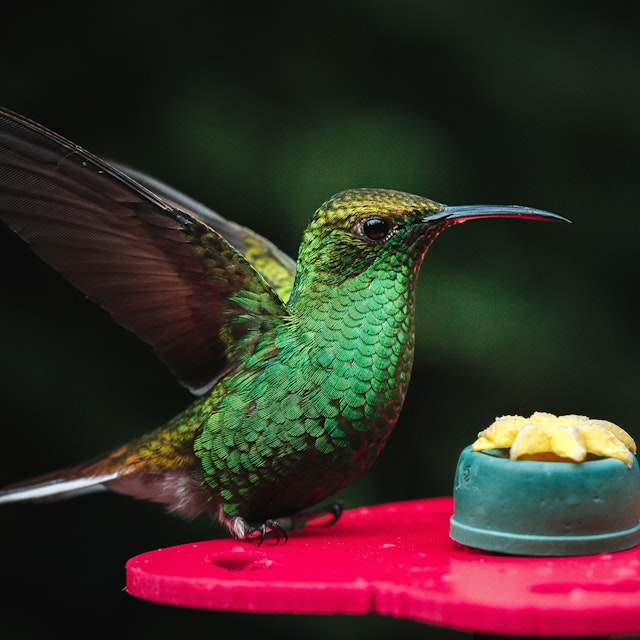 Green Hummingbird on a feeder at La Paz Waterfall Gardens.