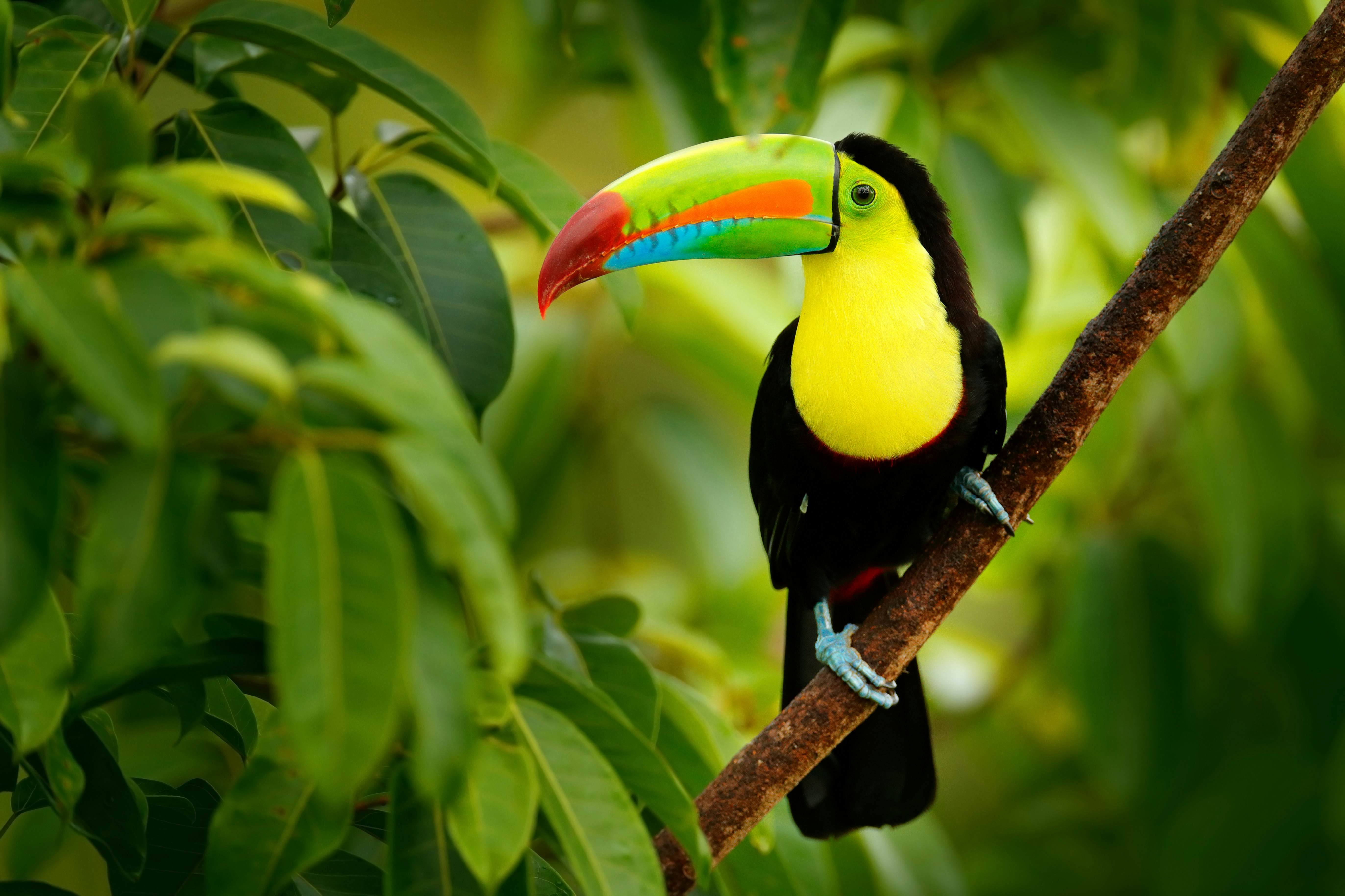 Best places to see wildlife in Central America - Lonely Planet