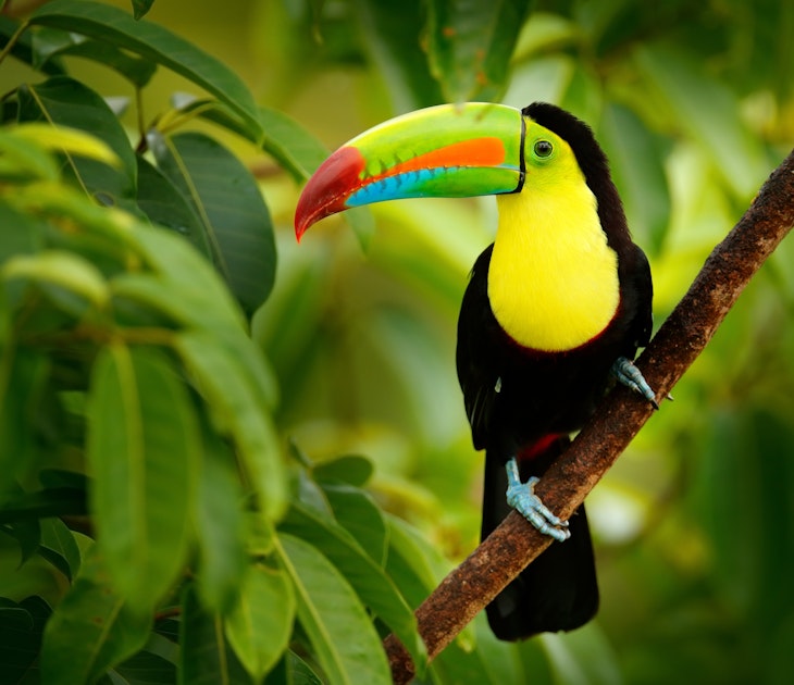 Keel-billed Toucan (Ramphastos sulfuratus), on a branch in the forest of Costa Rica.