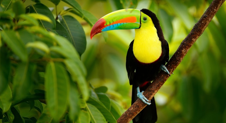 Keel-billed Toucan (Ramphastos sulfuratus), on a branch in the forest of Costa Rica.