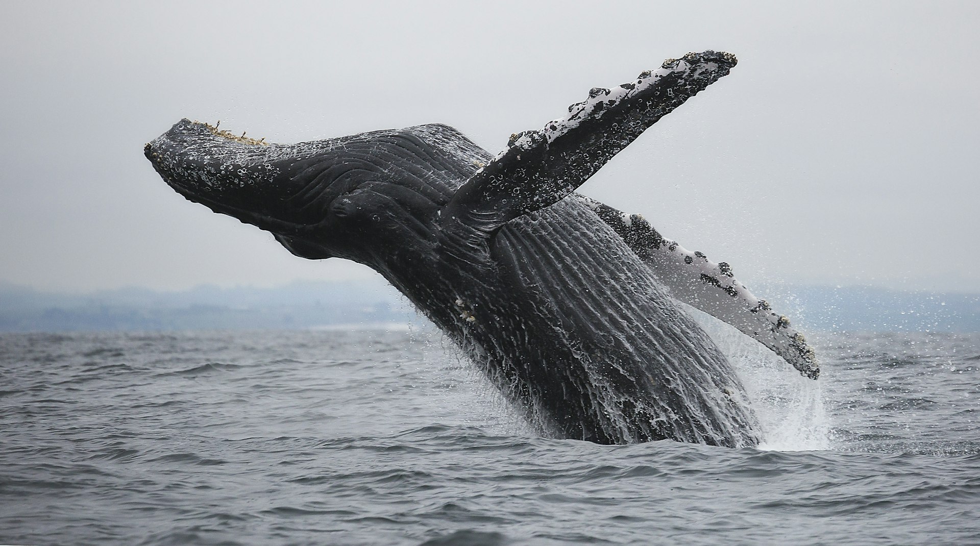 A humpback whale breaches in Monterey Bay, California
