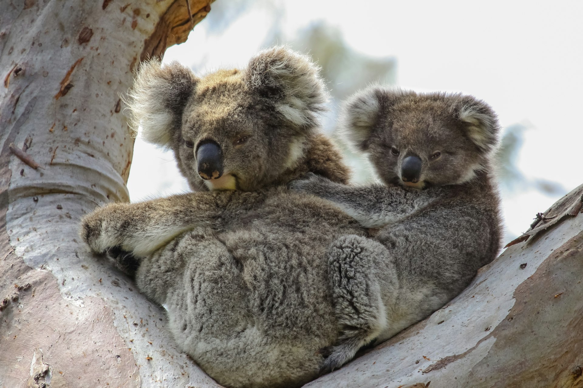 Koala mother with baby joey on its back sitting in a eucalyptus tree