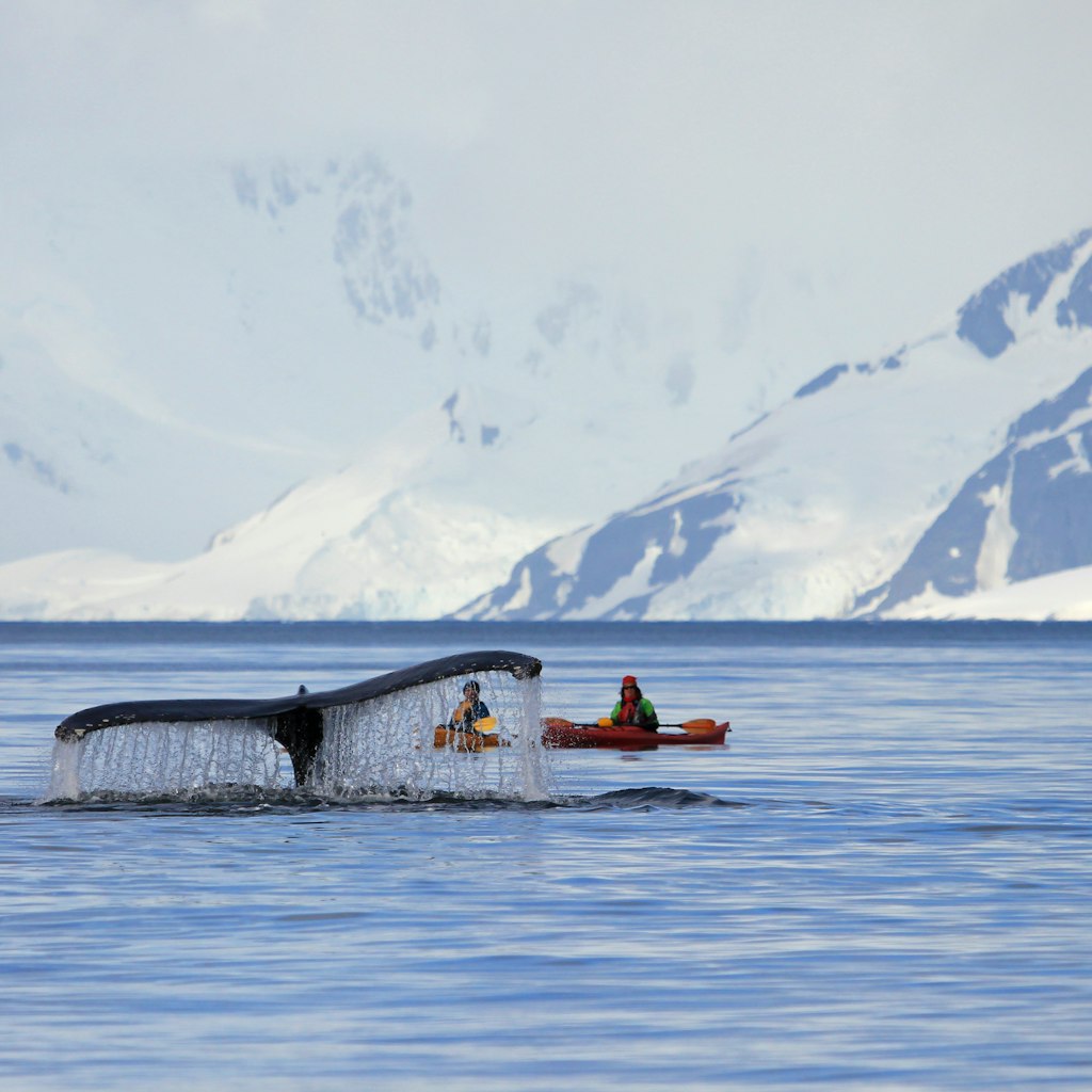 Two kayakers observe a Humpback whale tail rising from the waters surface in the Antarctic Peninsula.