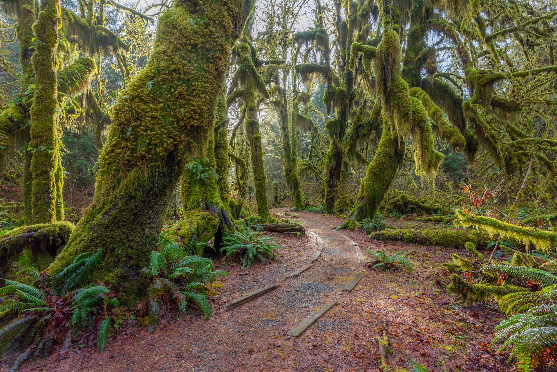 A path through the Hoh Rain Forest is filled with old temperate trees covered in green and brown moss.