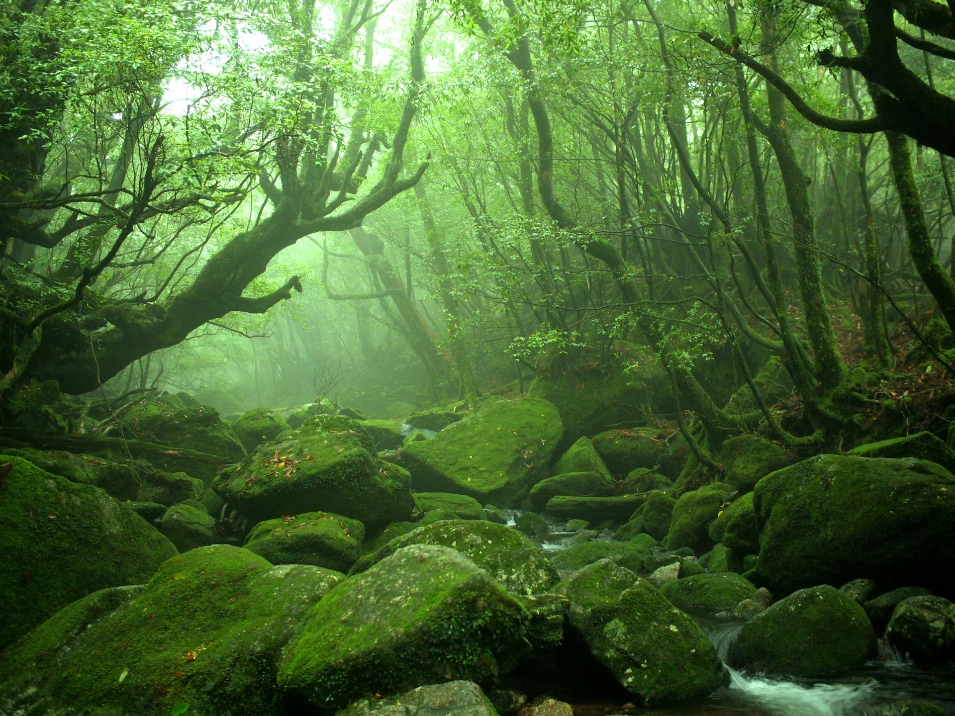 Green moss-covered boulders lie in a river with trees curving over to form a canopy.