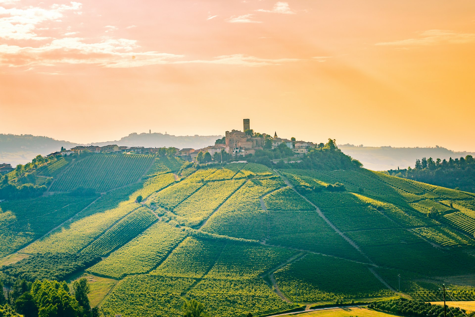 A picture of the vineyards in the Langhe hills