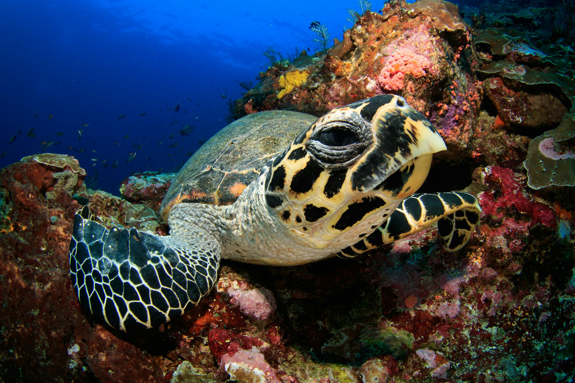 Portrait of a Sea Turtle near colourful coral in Indonesia. 