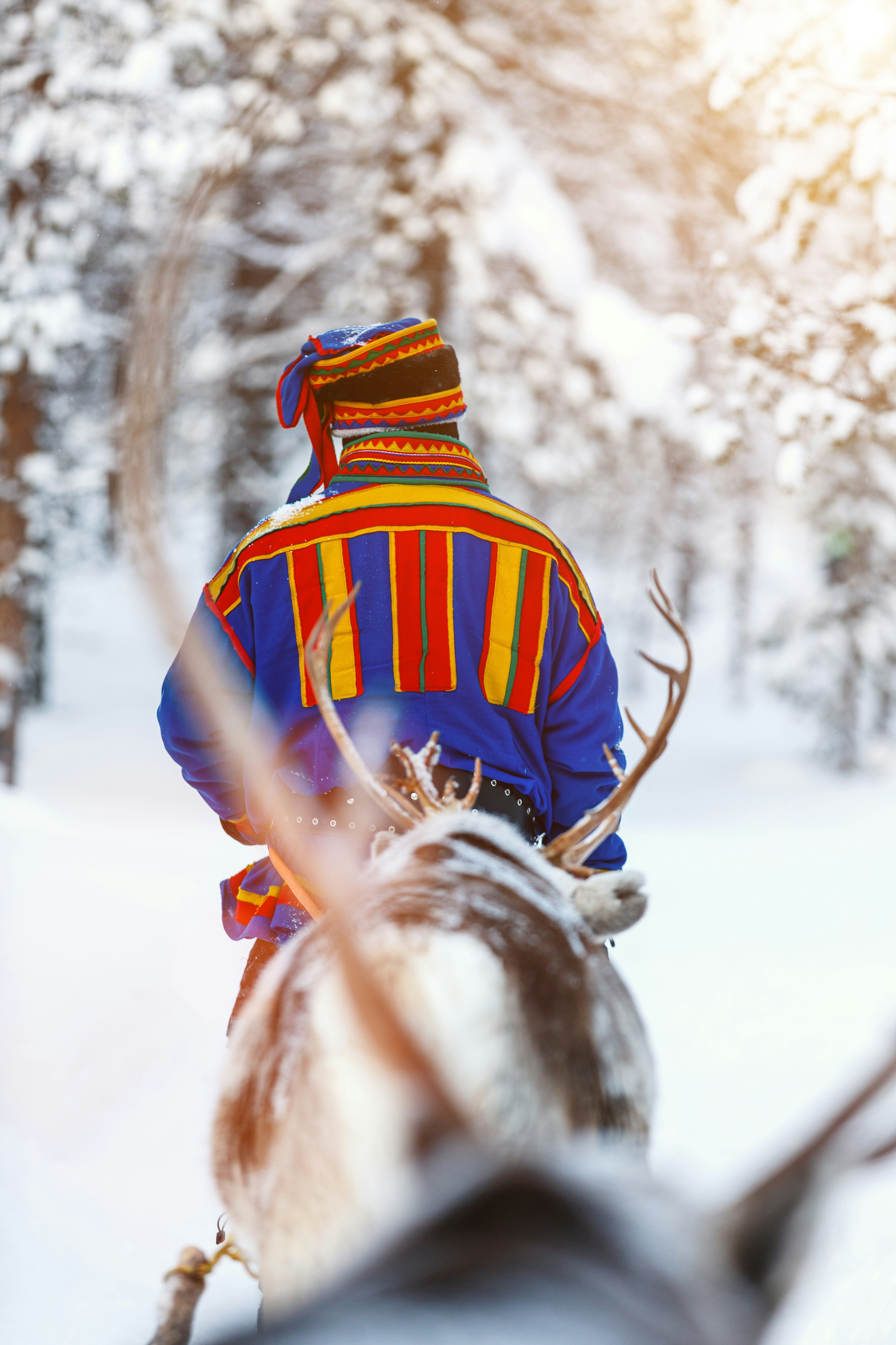 Back view of Sami man at reindeer safari