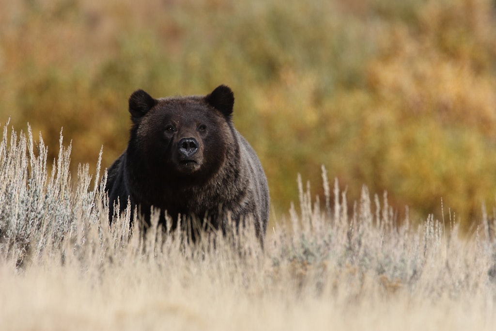 A first-time guide to Yellowstone National Park - Lonely Planet