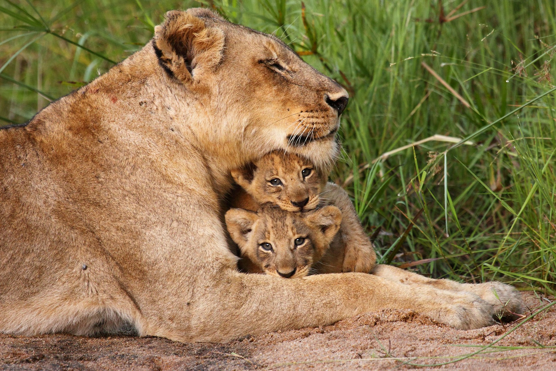 A lioness lies on the ground with two cubs nestled between her paws