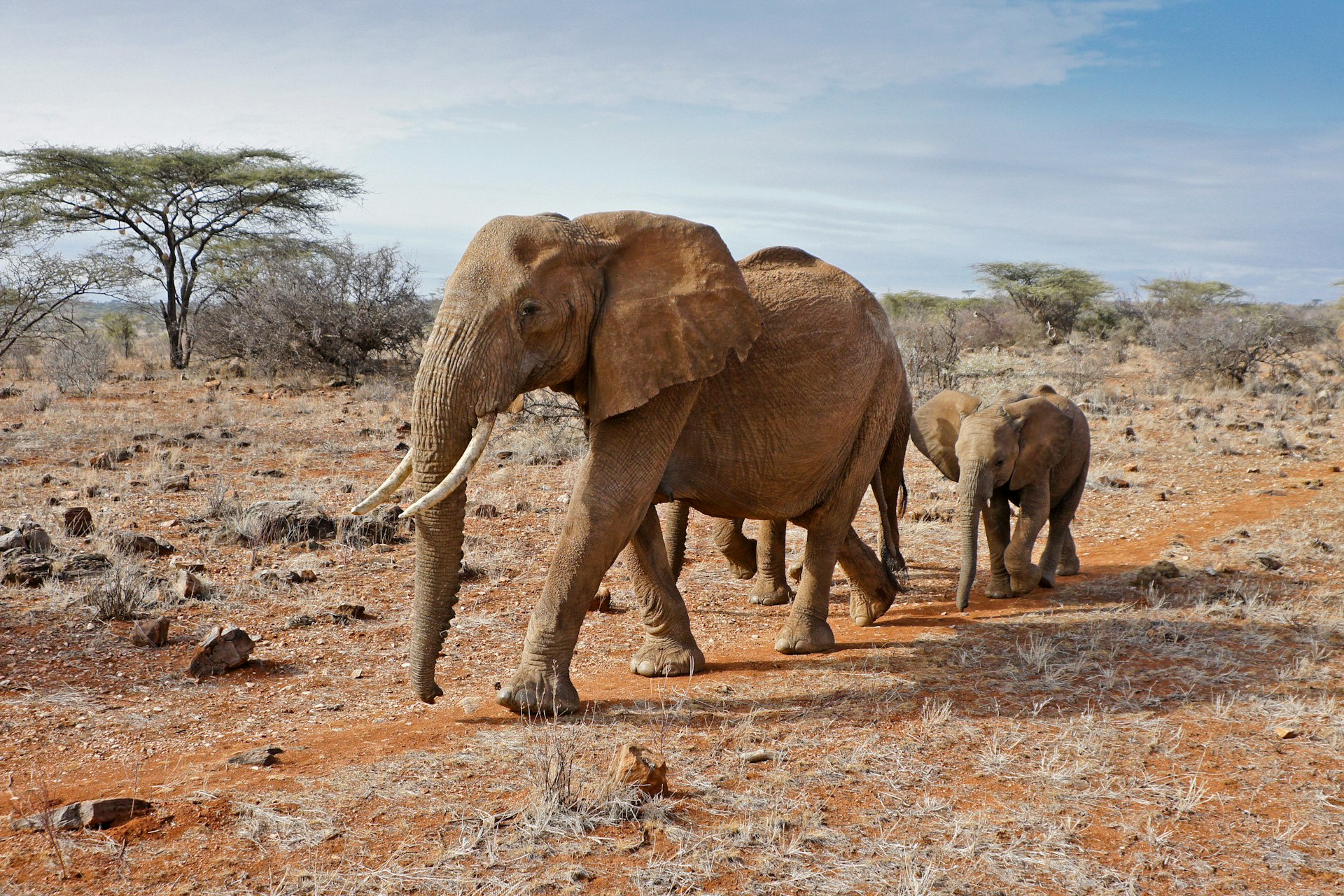 Female elephant and her two calves walking through arid landscape