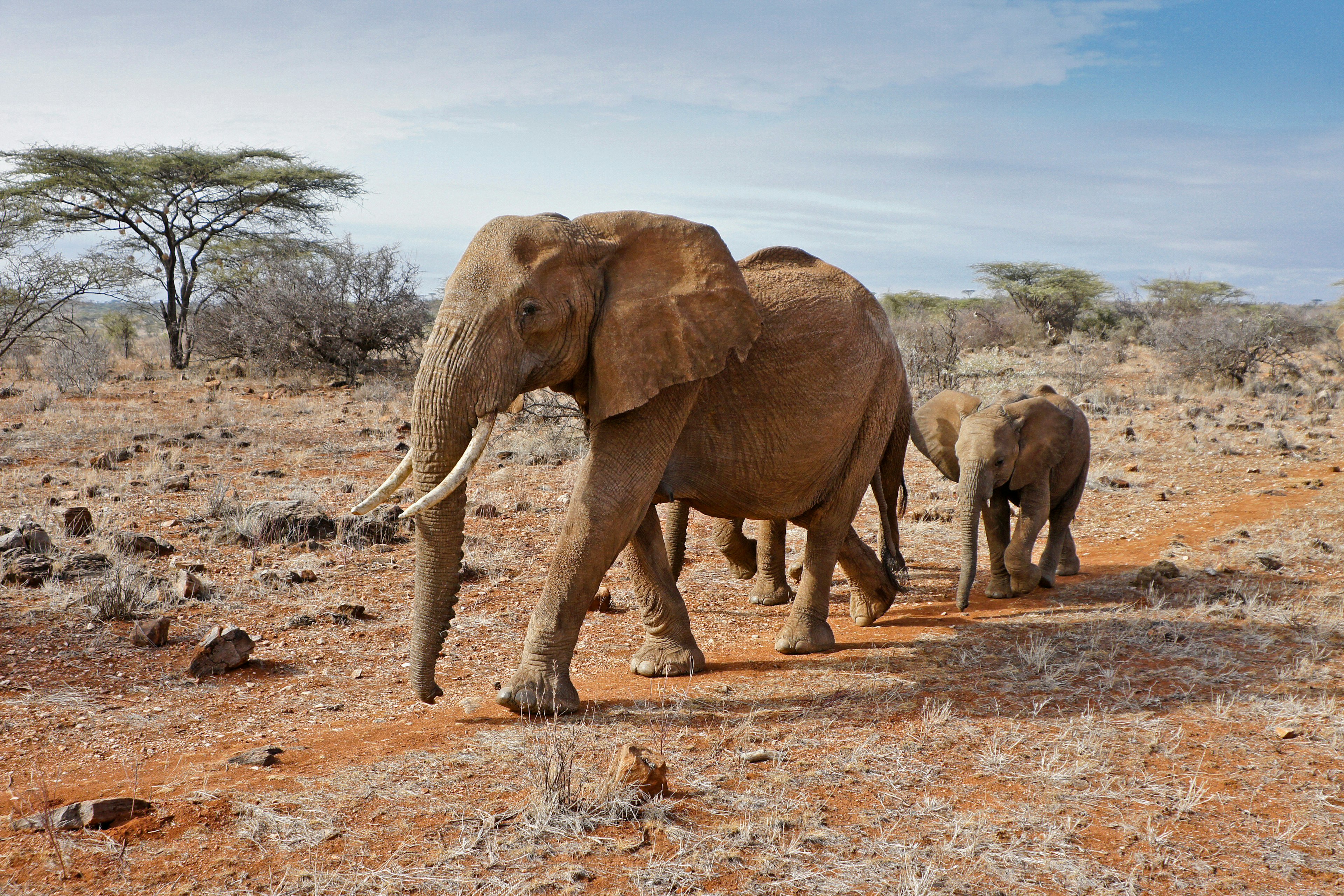 Female elephant and her two calves walking through arid landscape