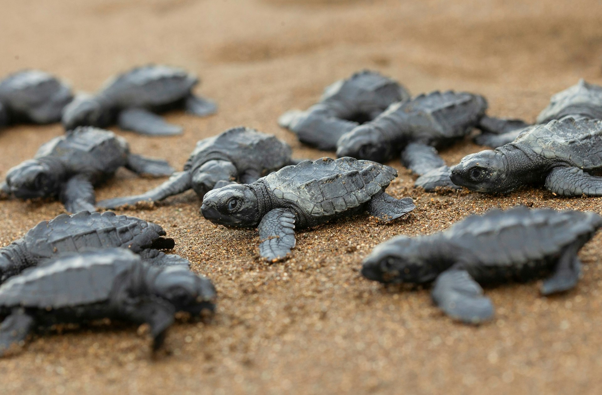 Baby olive ridley sea turtles on the beach