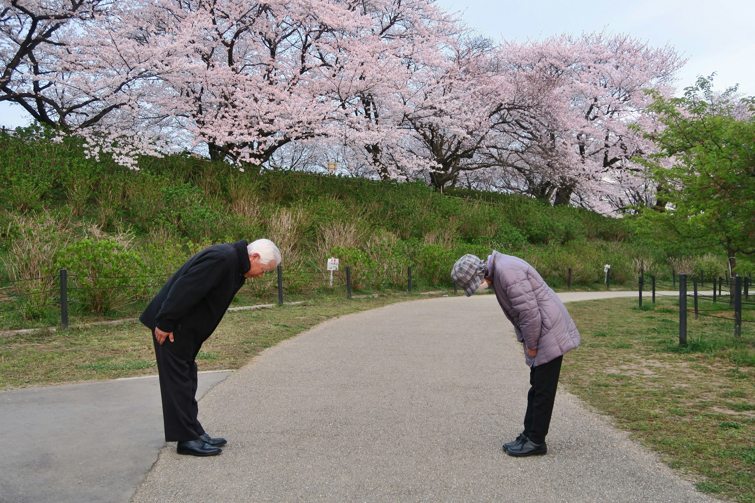 Two people bowing to each other on a path under cherry blossoms in Japan