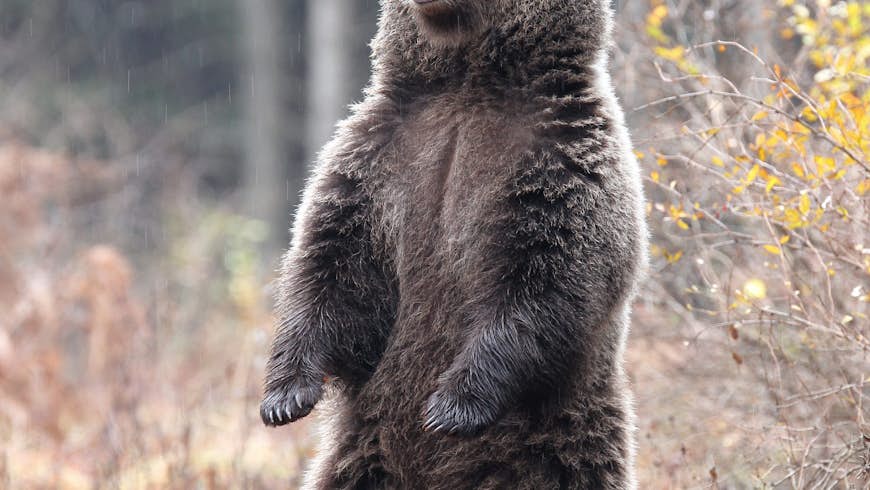 A bear standing up on two back paws