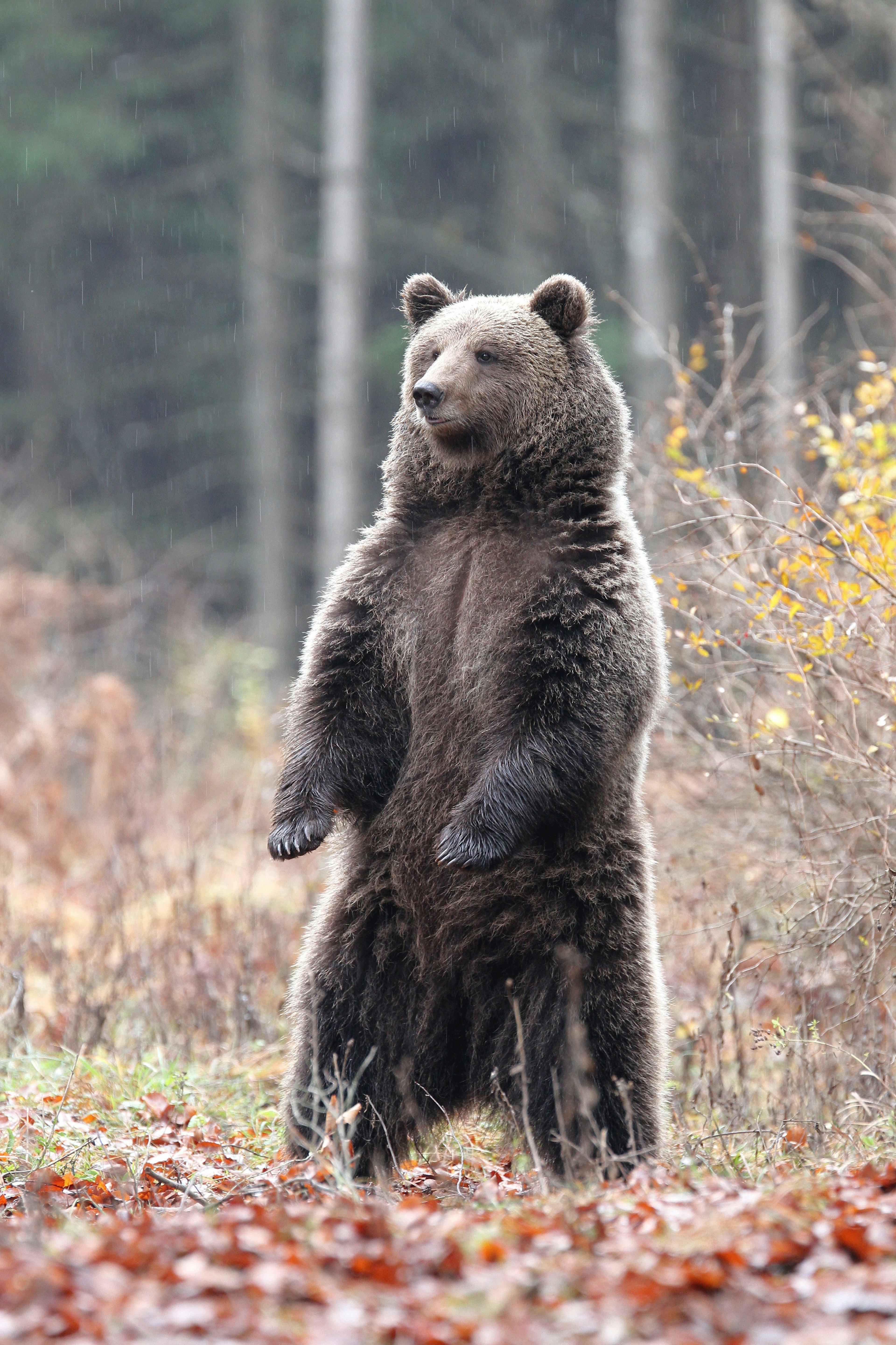 A bear standing up on two back paws