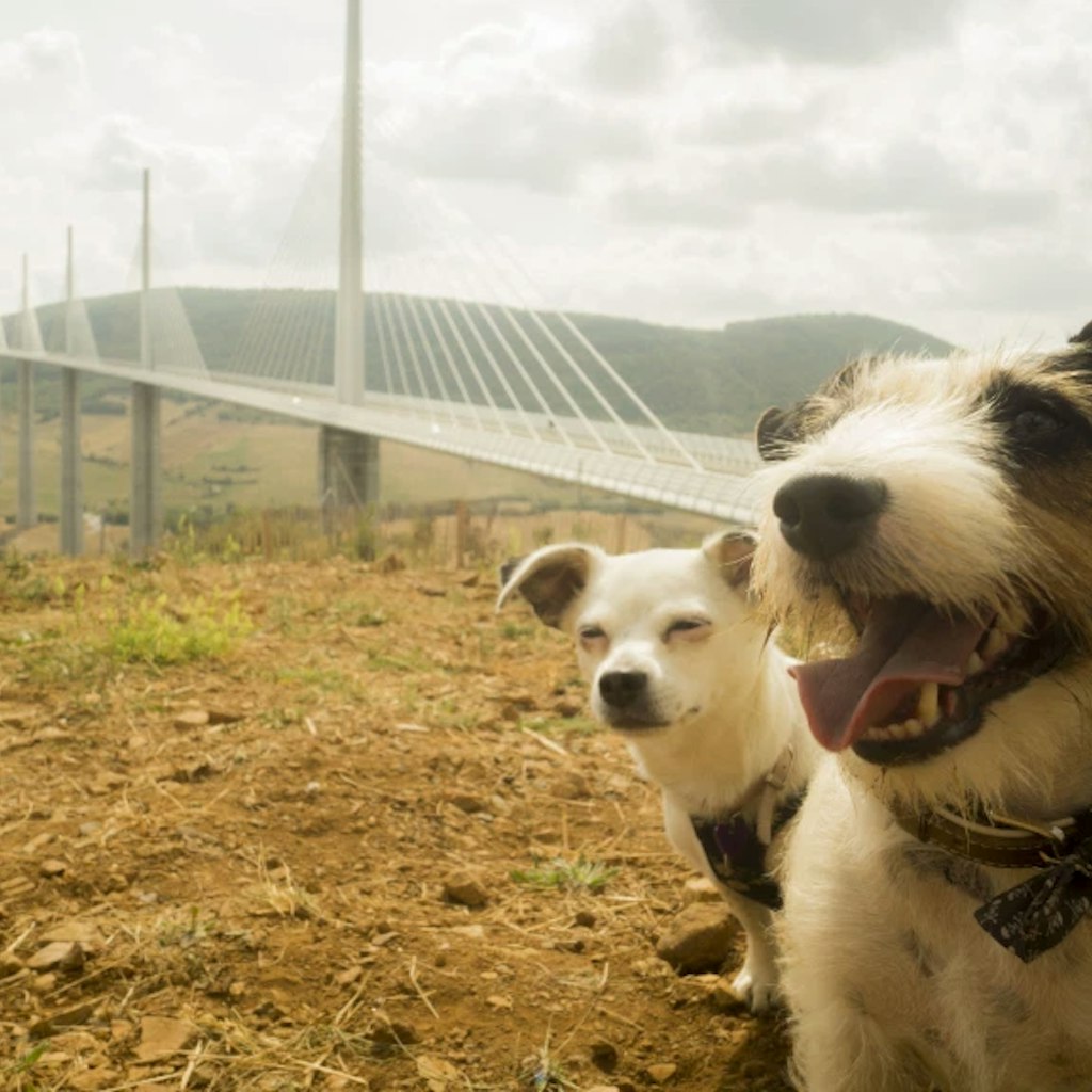 Sundae and Toby near the Millau Viaduct in southern France