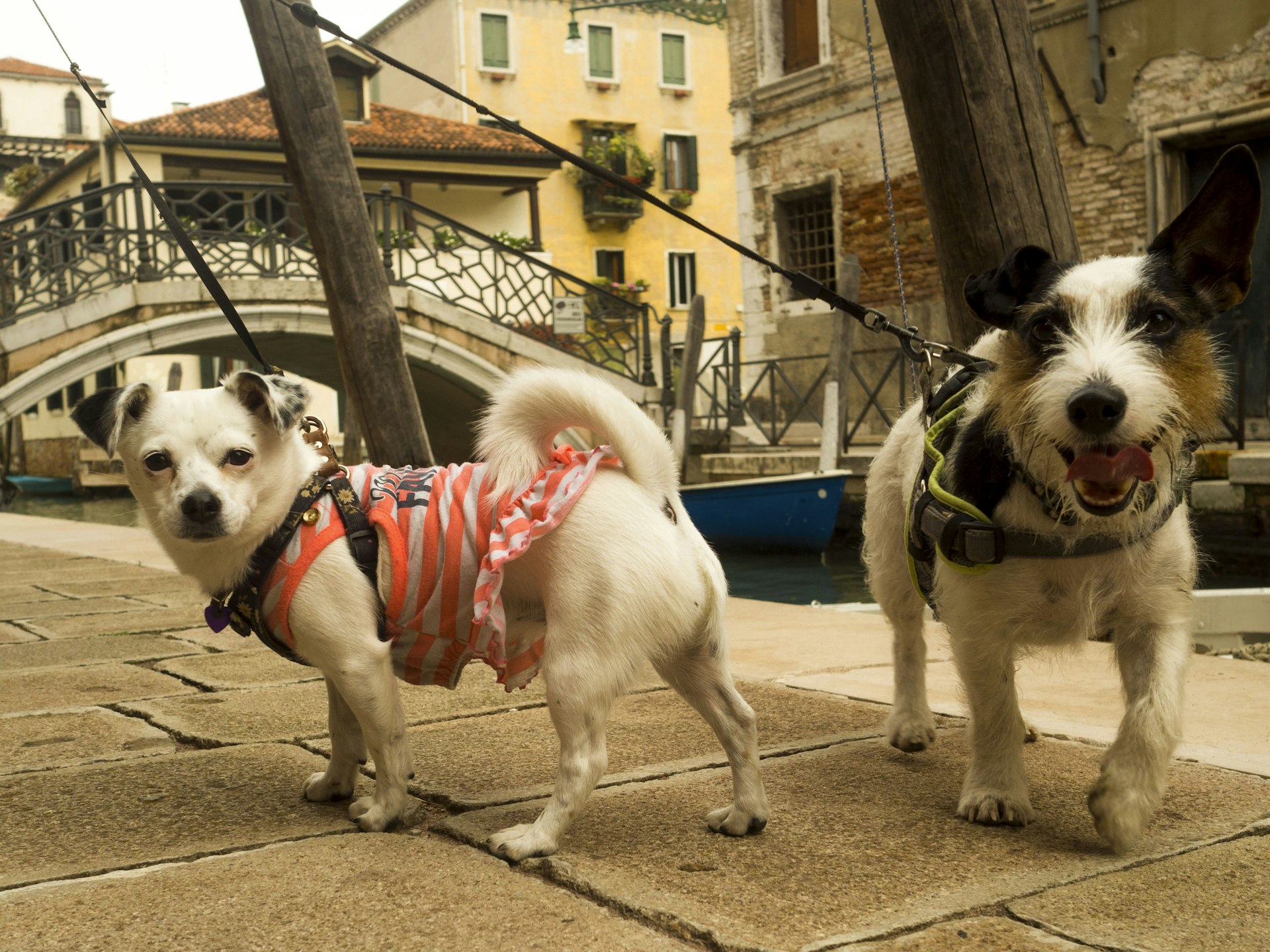 A close-up of two dogs on leashes in Venice, Italy