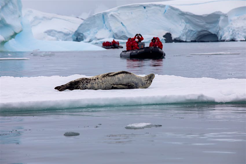 豹子密封在冰流水晶声音南极Pennisula。