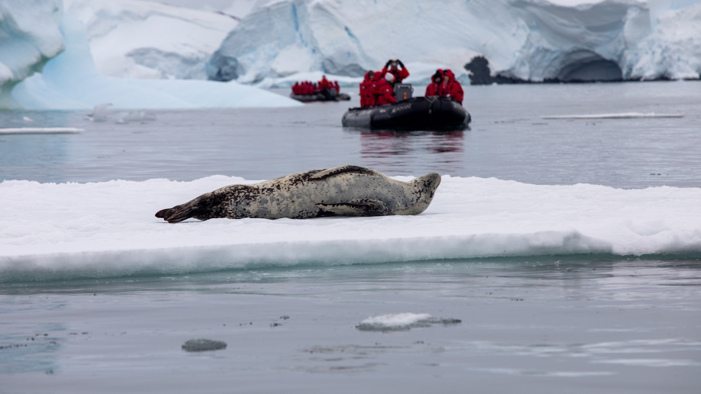 Leopard seal on ice flow Crystal Sound Antarctic Pennisula.