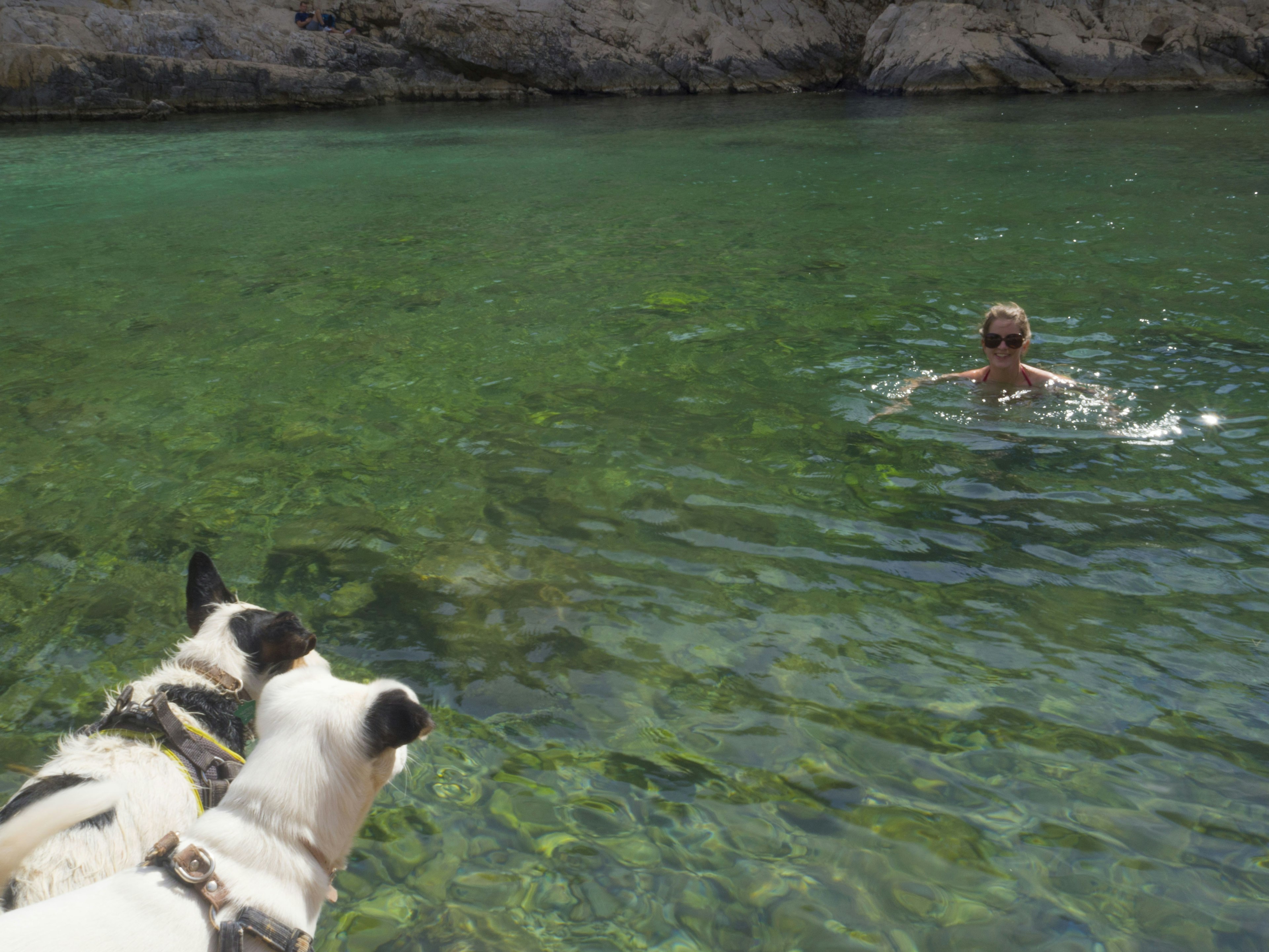 Two small dogs watch while a woman swims