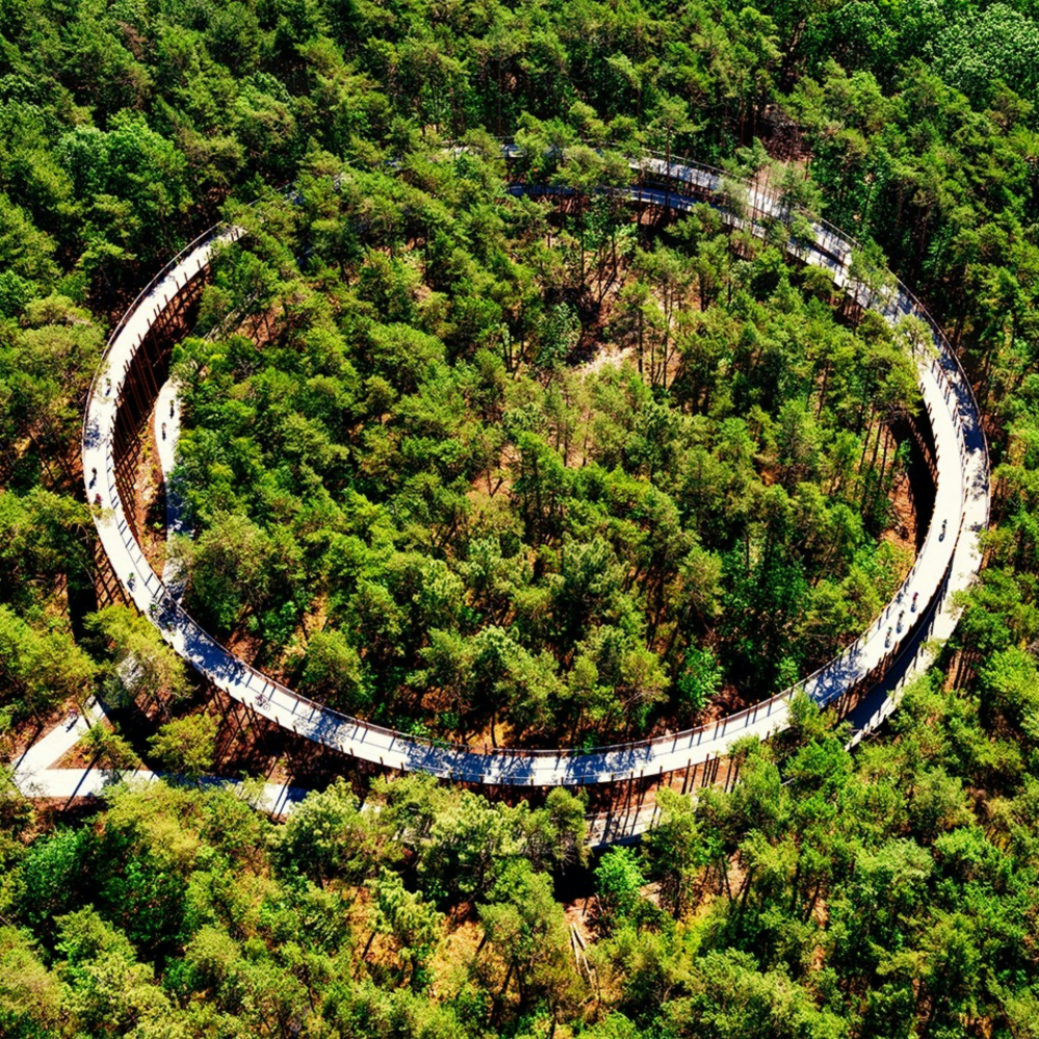 Cycling through trees