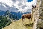 A llama with Machu Pichhu in the background.