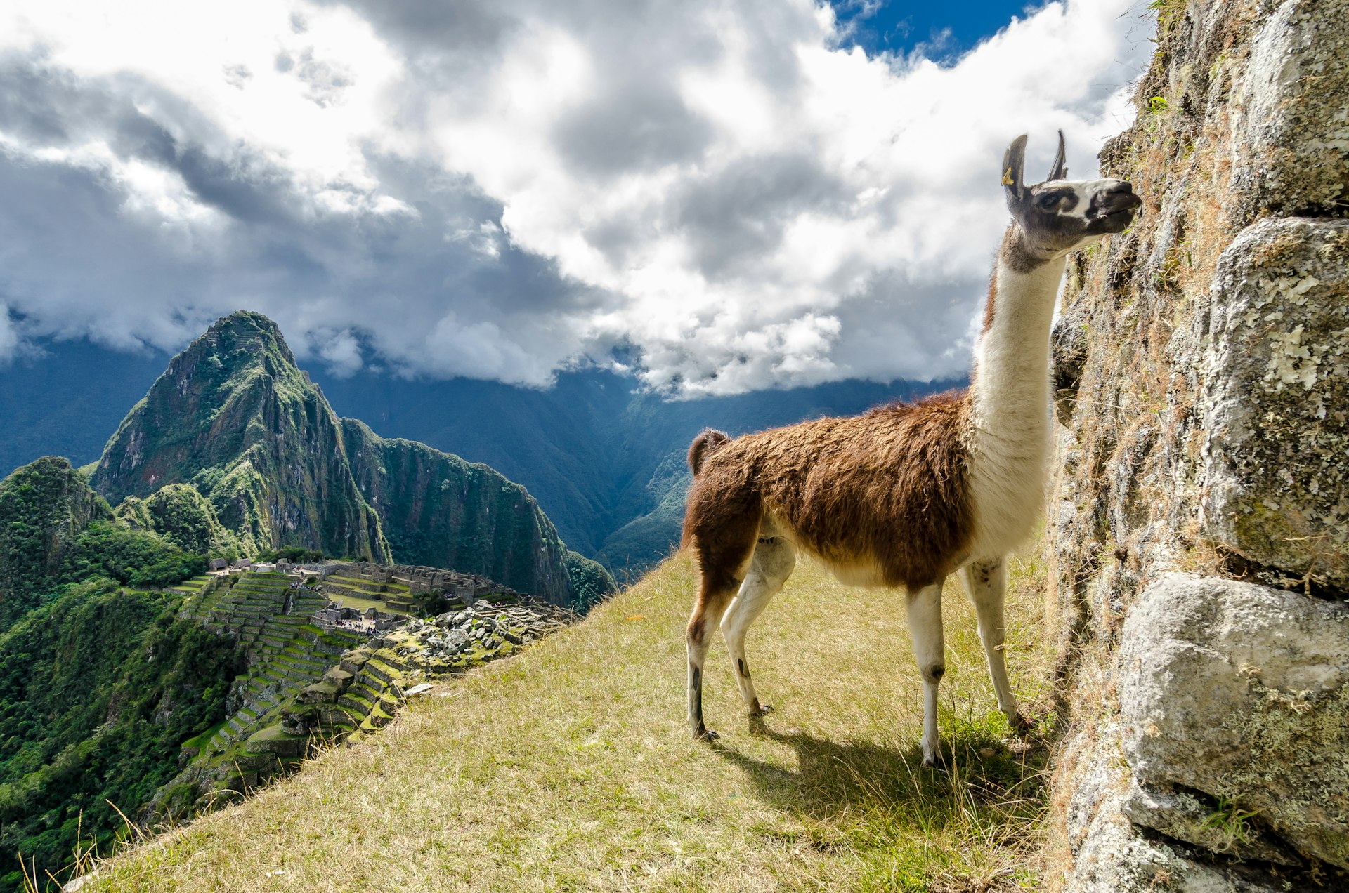 500px Photo ID: 92123455 - Enjoying Machu Pichhu with a llama.