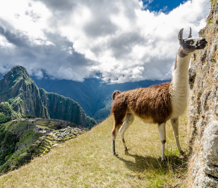 A llama with Machu Pichhu in the background.