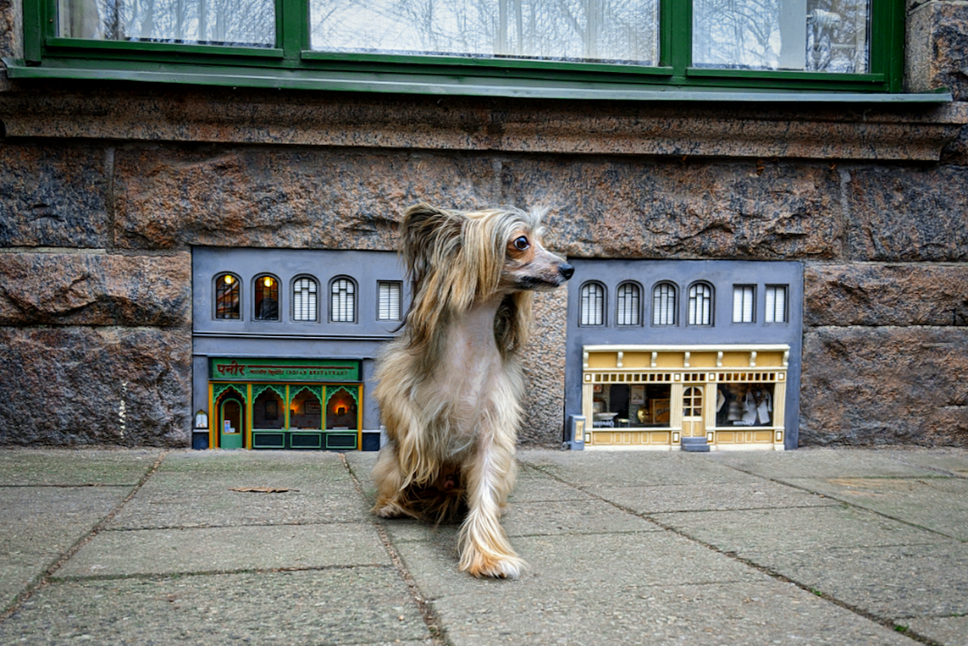A dog outside an AnonyMouse installation