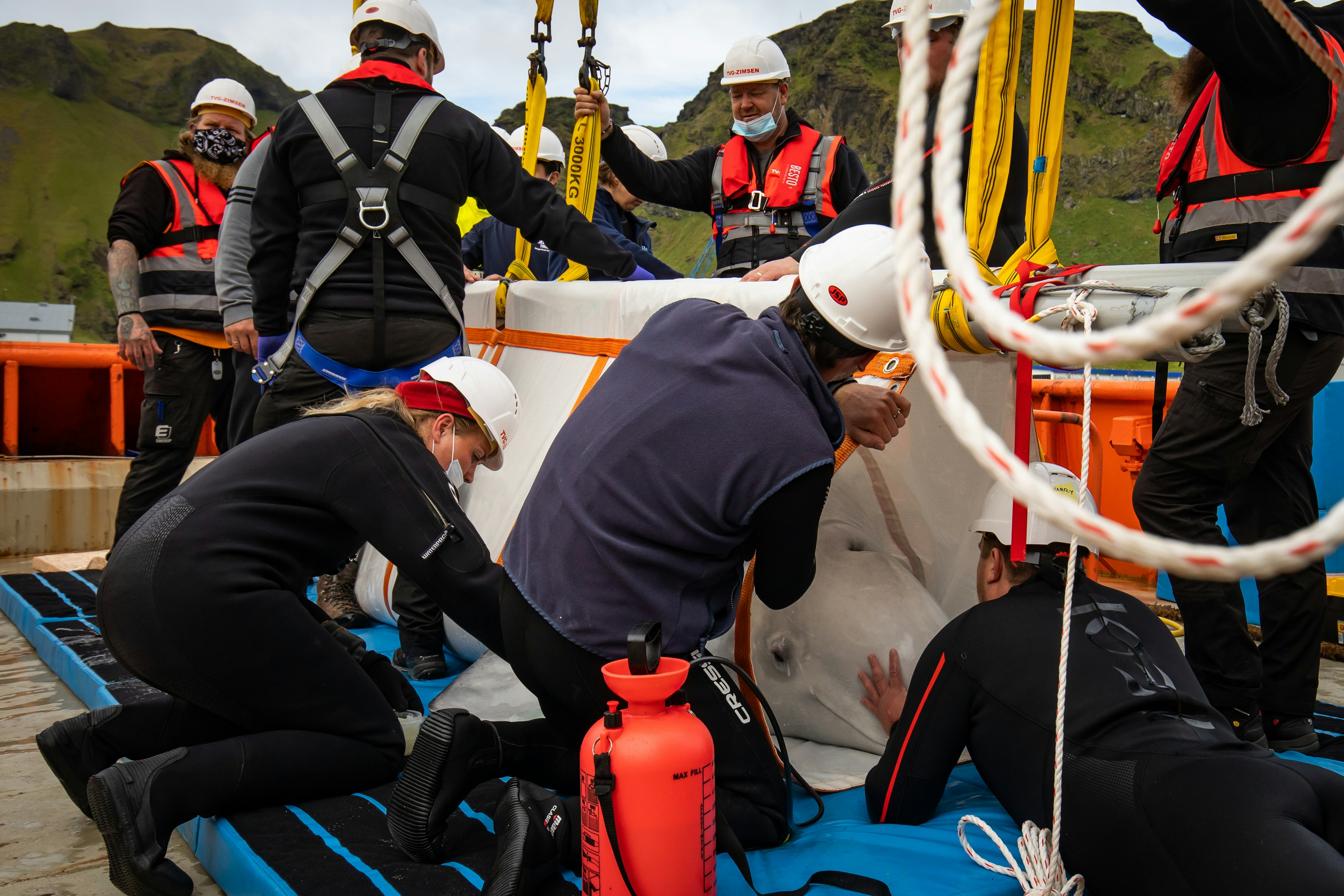 The Sea Life Trust team transfer Little Gray one of two beluga whales (Little Grey and Little White) from a lorry to a tugboat, from the landside care pool, to their bayside care pool